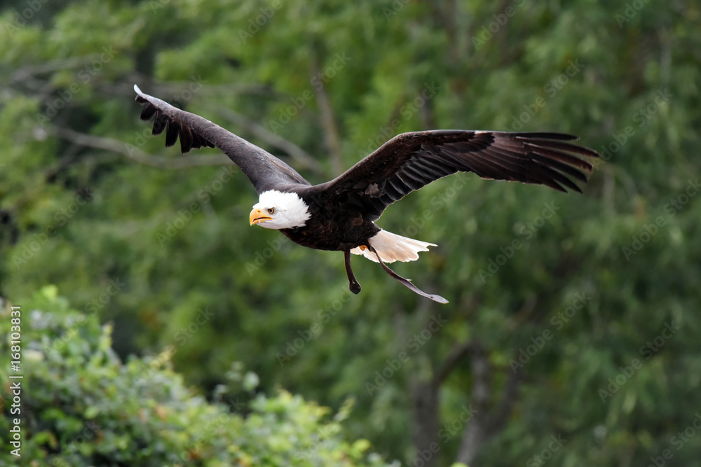 Fototapeta premium pygargue à tête blanche