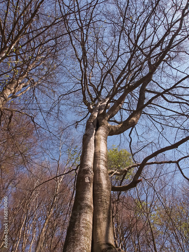 Zwei Bäume sind zusammen gewachsen - Doppelbaum im Herbst photo