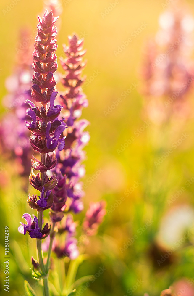 Fototapeta premium Lavendel in der goldenen Stunde