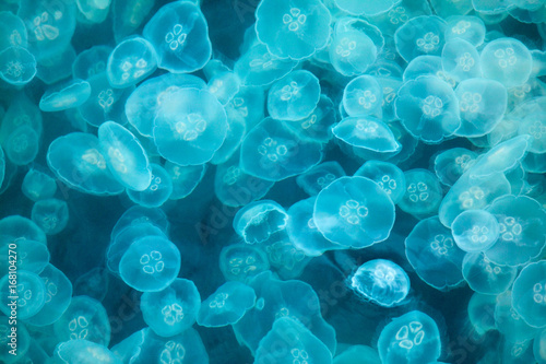 Abstract, blue, fluorescent, glowing jellyfish