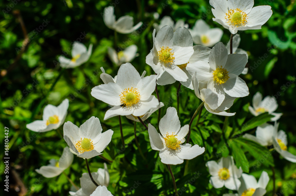 White anemone blossoming on spring White anemone blossoming on spring