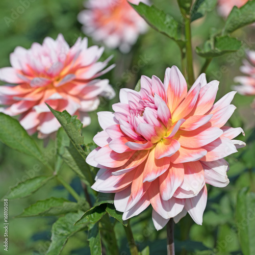 Fototapeta Naklejka Na Ścianę i Meble -  Dahlien, Dahlias