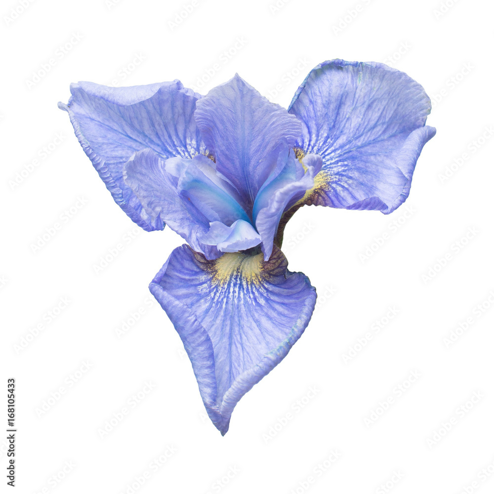 Beautiful blue iris flower with bud, branches and leaves isolated ...