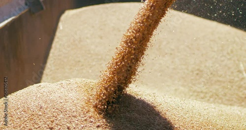 Harvested grain is being sent to the granary