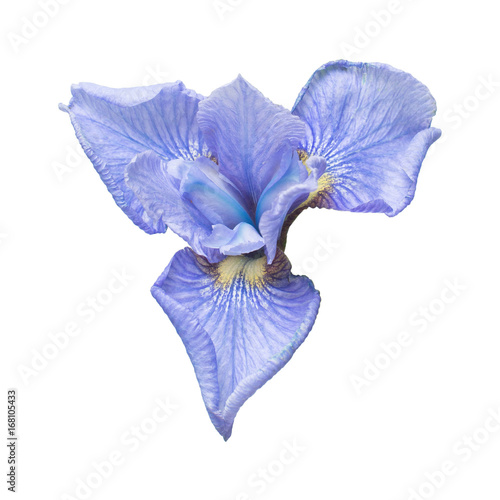 Beautiful blue iris flower with bud, branches and leaves isolated on white background. Flora. Spring Summer. Flat lay, top view