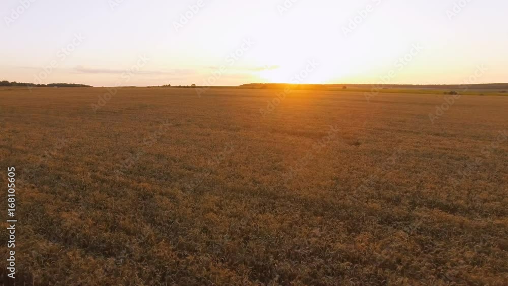 Aerial view of picturesque wheat fields in sunset. 4K Aerial view of picturesque wheat fields in sunset. 4K