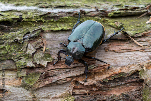 hermit beetle - Osmoderma eremita