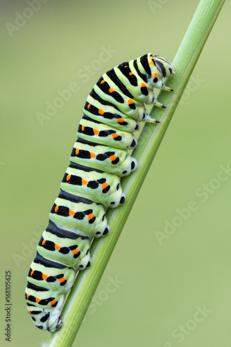 caterpillar of Papilio machaon - Old World swallowtail