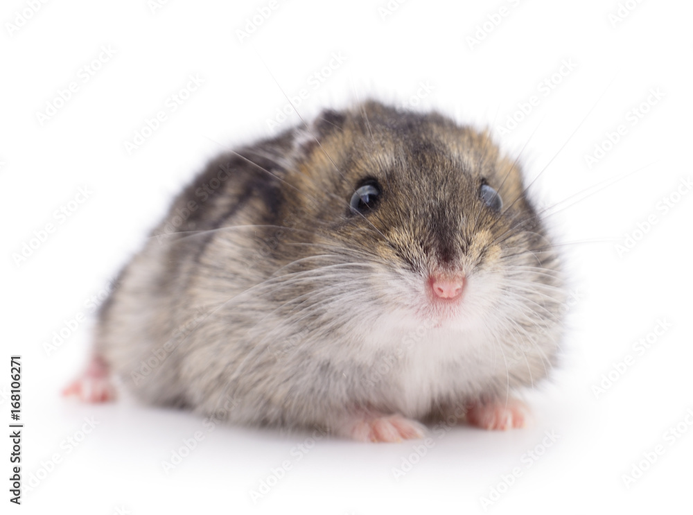 Small domestic hamster. Small domestic hamster.