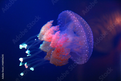 Barrel jellyfish