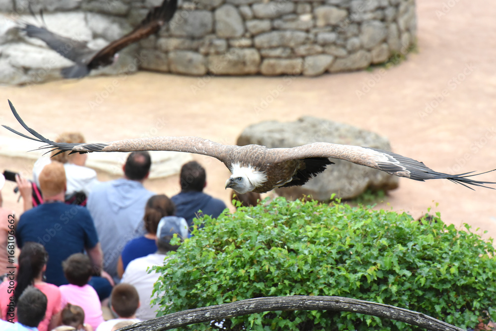 spectacle de rapaces