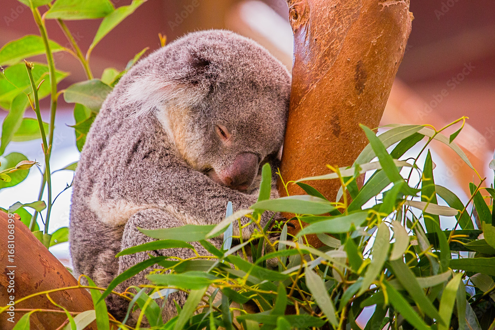 Φωτογραφία Koala