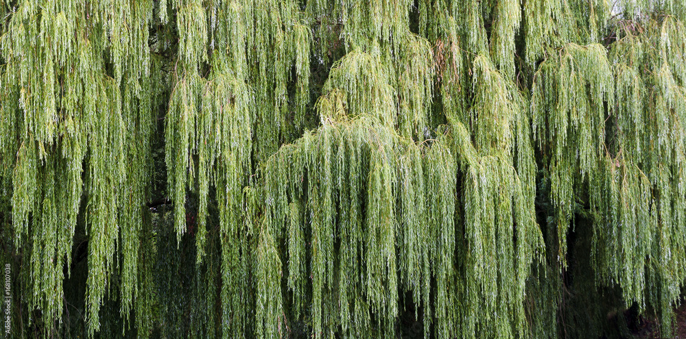 Obraz premium Trauerweiden