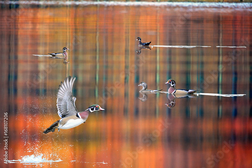 Fotografering Wood ducks Cheat Lake in fall