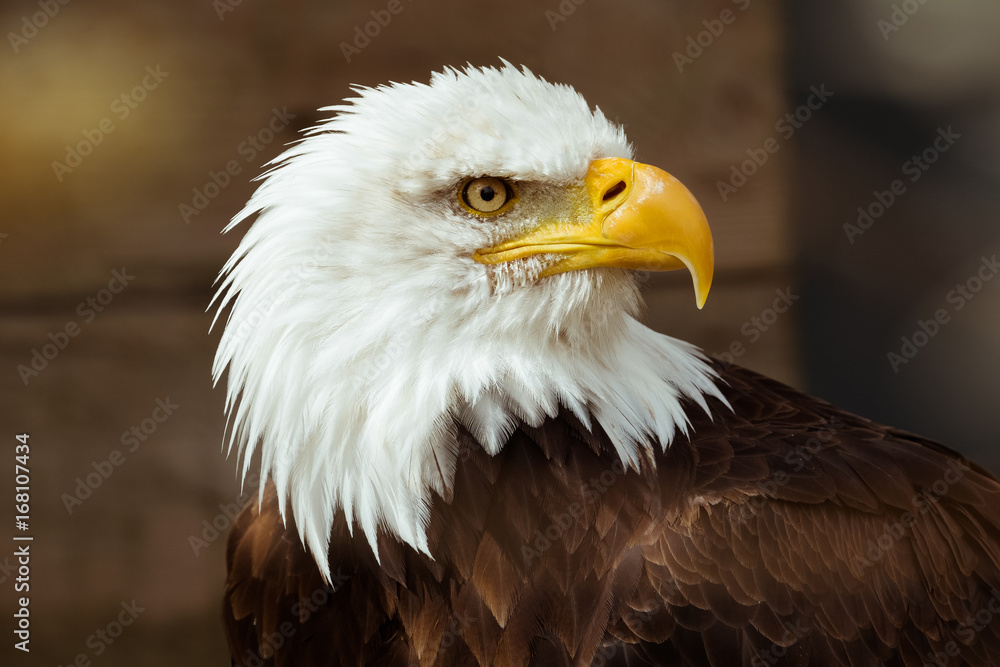 aigle pyguargue oiseau rapace tête emblême symbole puissance portrait détermination aigle pyguargue oiseau rapace tête emblême symbole puissance portrait détermination