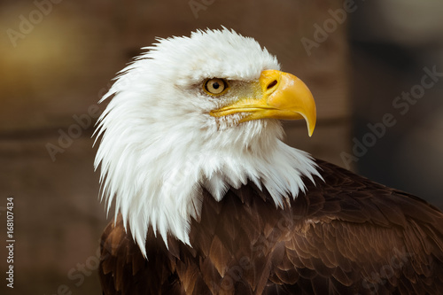 aigle pyguargue oiseau rapace tête emblême symbole puissance portrait détermination