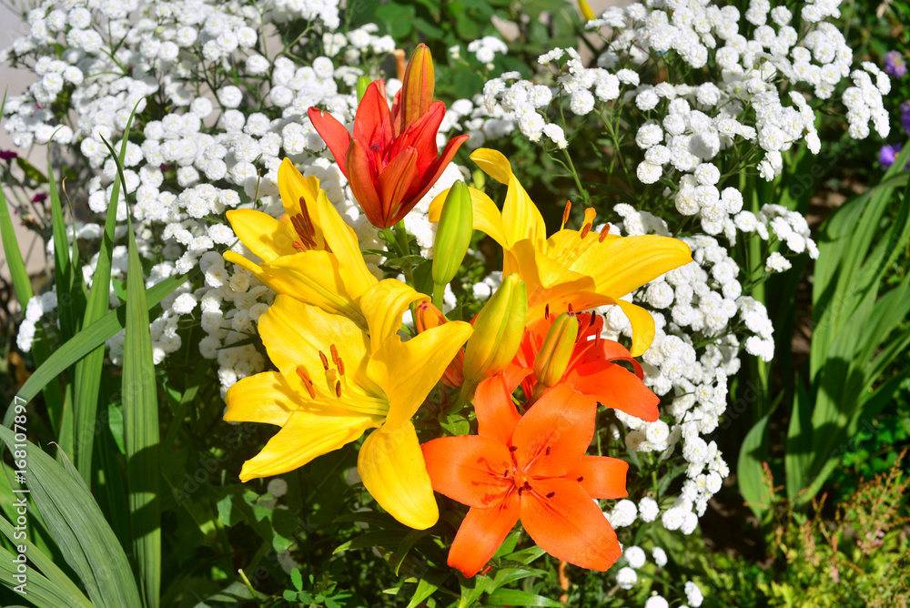 A beautiful flowerbed with yellow and orange lily flowers against a yarrow background in the garden. Flora. Bouquet. Valentine's Day and Love A beautiful flowerbed with yellow and orange lily flowers against a yarrow background in the garden. Flora. Bouquet. Valentine's Day and Love