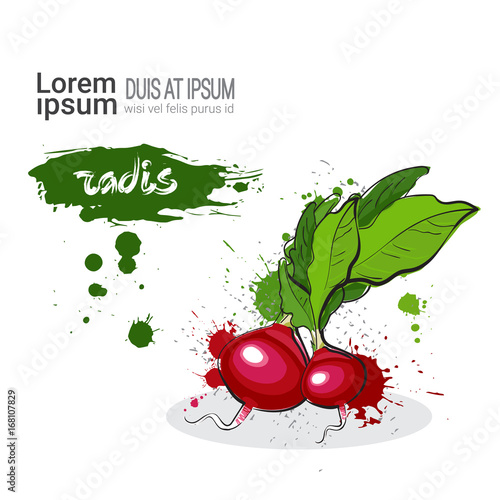 Radis Hand Drawn Watercolor Vegetables On White Background With Copy Space Vector Illustration