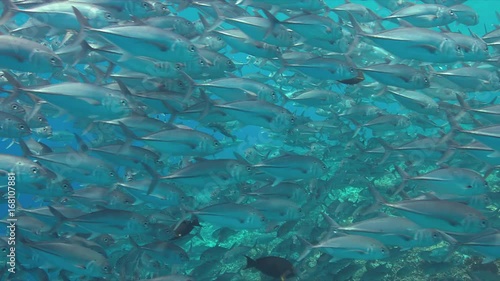 School of Big-eye Trevallies on a colorful coral reef. 4k footage