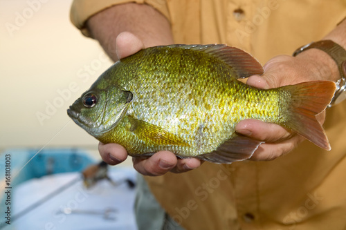 Close up of fisherman holding a Bluegill pan fish