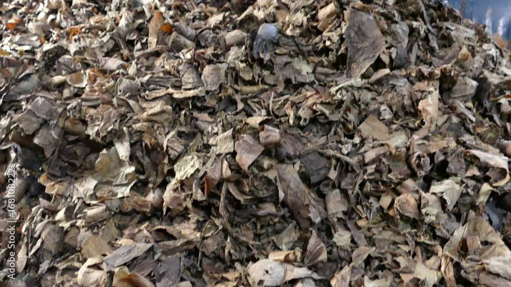A pile of cigar leaves drying in a cigar factory in Esteli Nicaragua A pile of cigar leaves drying in a cigar factory in Esteli Nicaragua