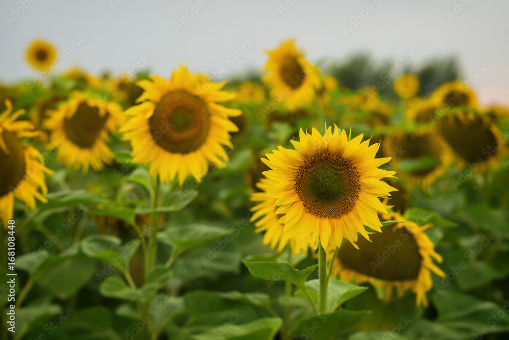 Fototapeta premium Sunflowers farm against sky during sunset. August evening after the rain. Beautiful summer background on different topics.