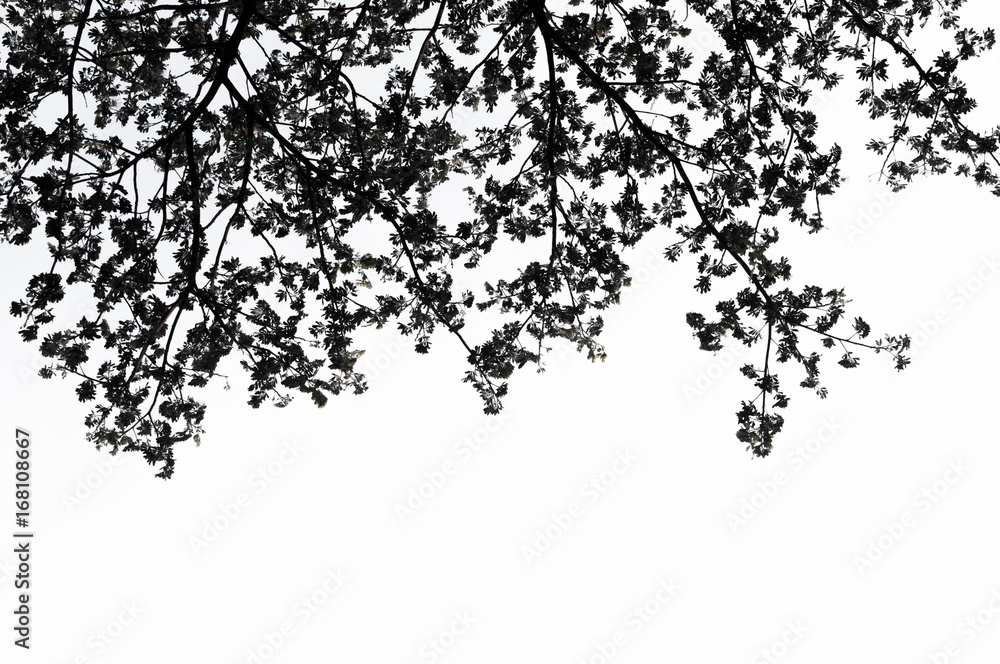 Silhouette leaves on white background. Silhouette leaves on white background.