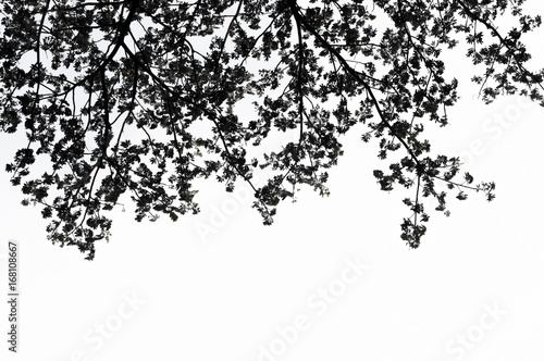 Silhouette leaves on white background.