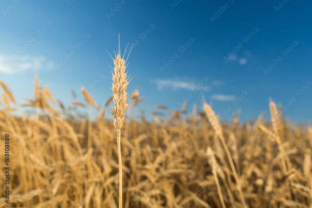 agriculture, weather, crop concept. in focus one golden straw of mellow barley against the background of field washed in sunlight under blue sky with few white clouds agriculture, weather, crop concept. in focus one golden straw of mellow barley against the background of field washed in sunlight under blue sky with few white clouds