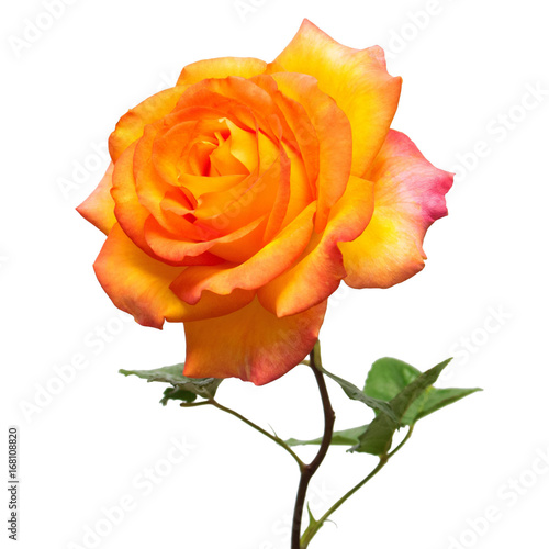 Beautiful yellow rose flower isolated on white background. Flat lay  top view