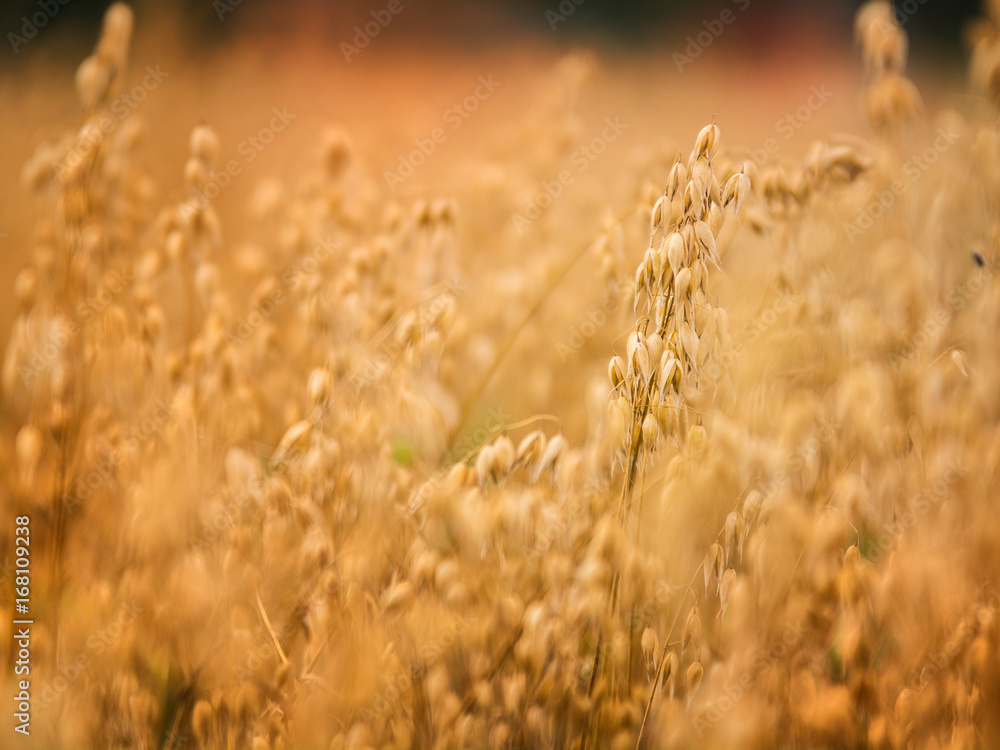 Fototapeta premium Field of oats