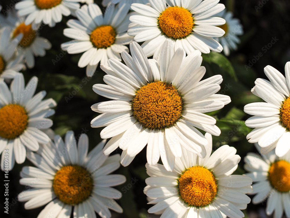 Fototapeta premium Chamomile