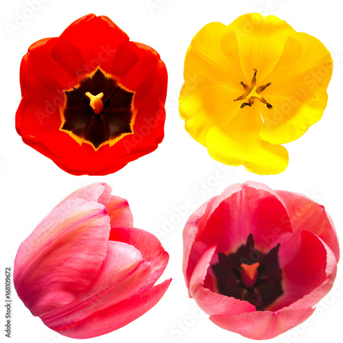 Collection of different shapes and types of tulip flowers isolated on white background. Red  yellow  pink. Flat lay  top view
