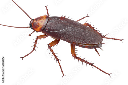 Cockroach bug american brown pest. 3D rendering © ARTYuSTUDIO