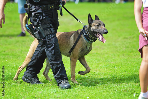Wallpaper Mural démonstration de chien policier de la brigade canine belge Torontodigital.ca