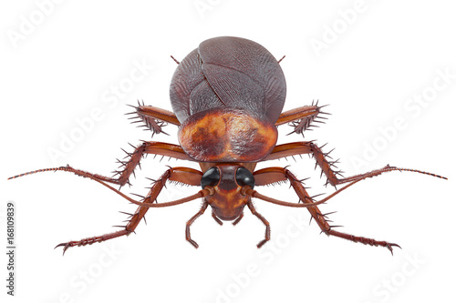 Cockroach bug roach revolting animal. 3D rendering
