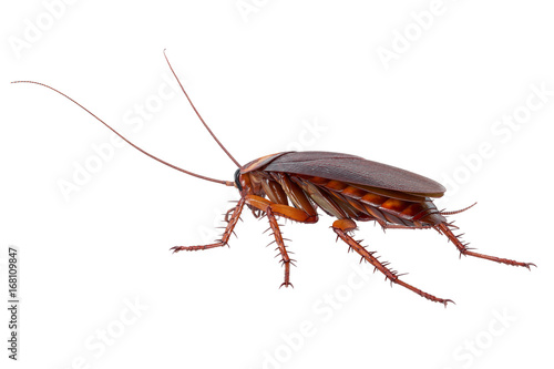 Cockroach bug insect small creeping creature. 3D rendering
