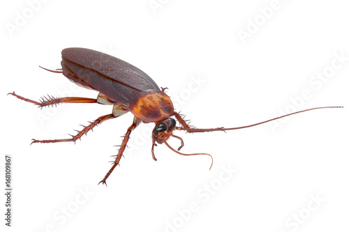 Cockroach bug insect orange urban roach. 3D rendering