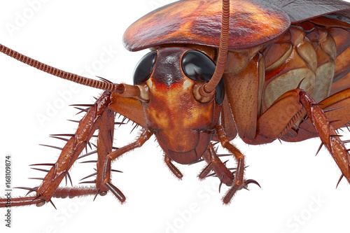 Cockroach bug brown roach with small head, close view. 3D rendering