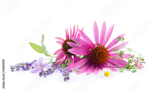 Alternativmedizin - Freisteller -  Echium, Lavendel, Malve, Salbei, Erdrauch