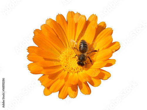 Bee on the Flower of Marigold (Calendula Officinalis) Isolated