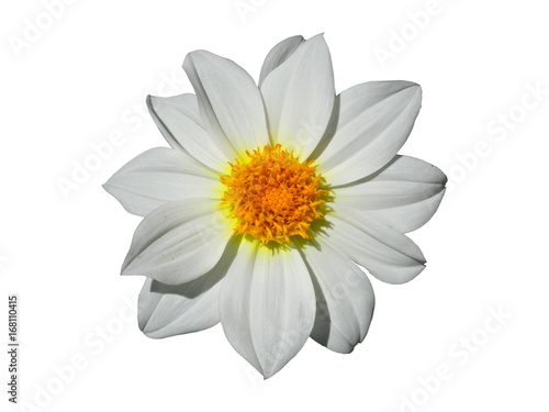Dahlia Flower White Isolated