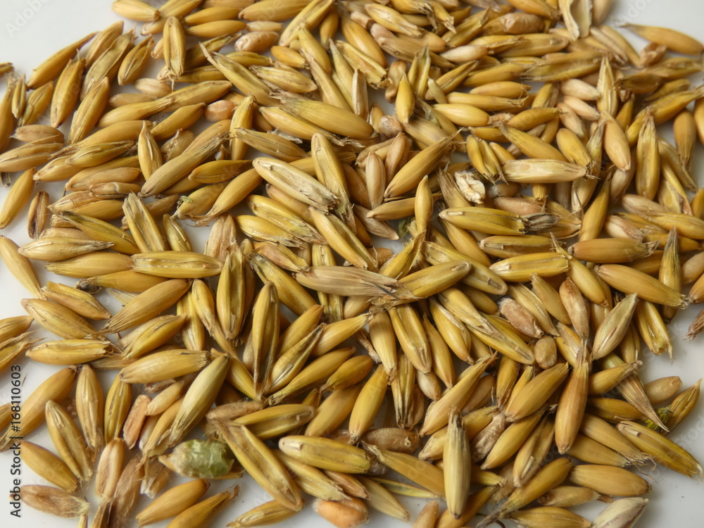 Oat Harvest Time Oat Harvest Time