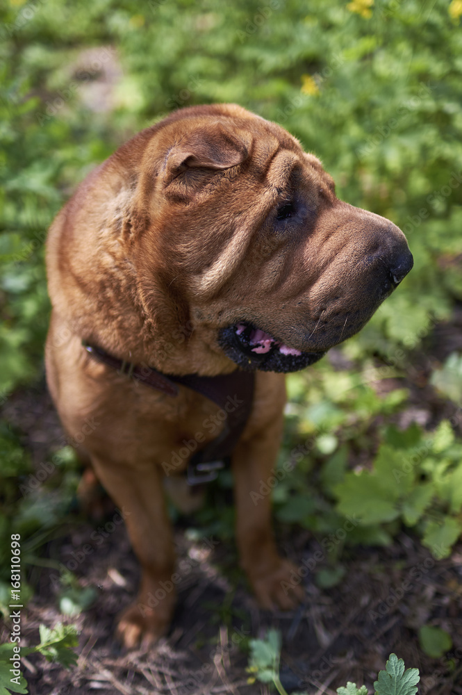 Shar Pei in Park Outdoor. Chinese Shar-Pei, is a breed of dog known for its distinctive features of deep wrinkles. Shar Pei in Park Outdoor. Chinese Shar-Pei, is a breed of dog known for its distinctive features of deep wrinkles.