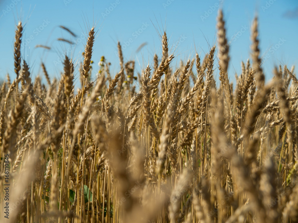 Gold wheat field and blue sky