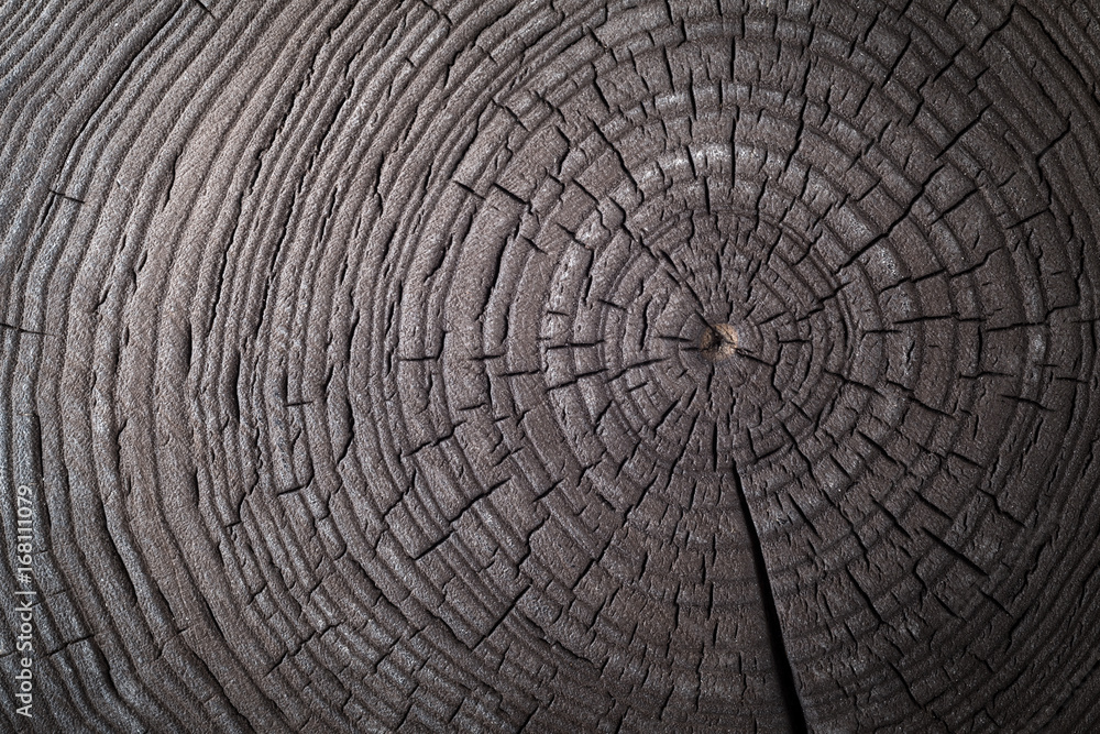 Wood old ash texture of cut tree trunk, close-up.