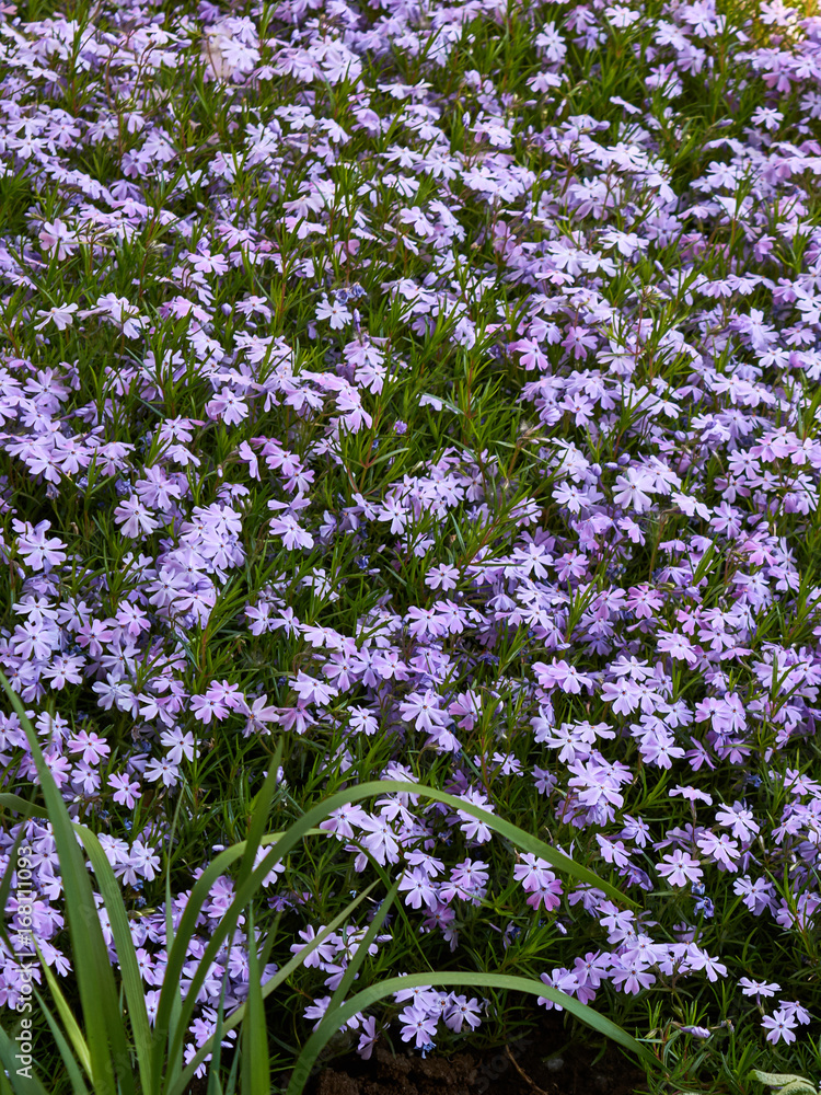 purple blossoms of Aubrieta flowers in a garden purple blossoms of Aubrieta flowers in a garden