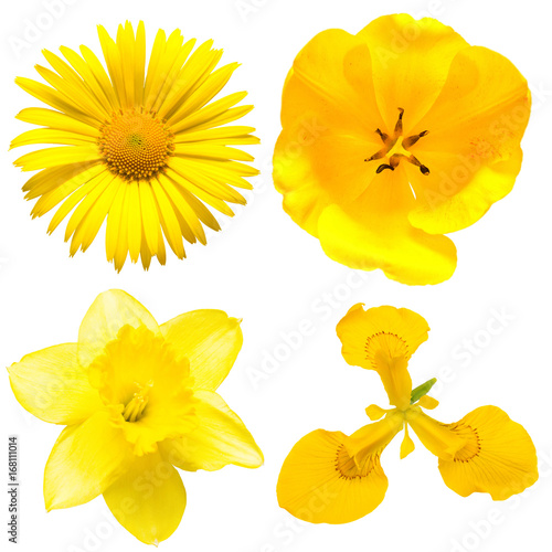 Fototapeta Naklejka Na Ścianę i Meble -  Collection of beautiful yellow daisy flowers, tulip, iris and daffodil on a white background. Flat lay, top view