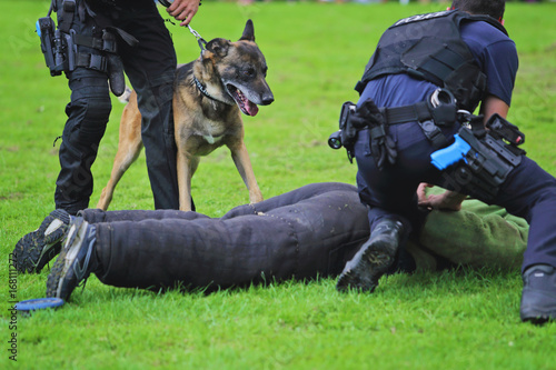 démonstration de chien policier de la brigade canine belge