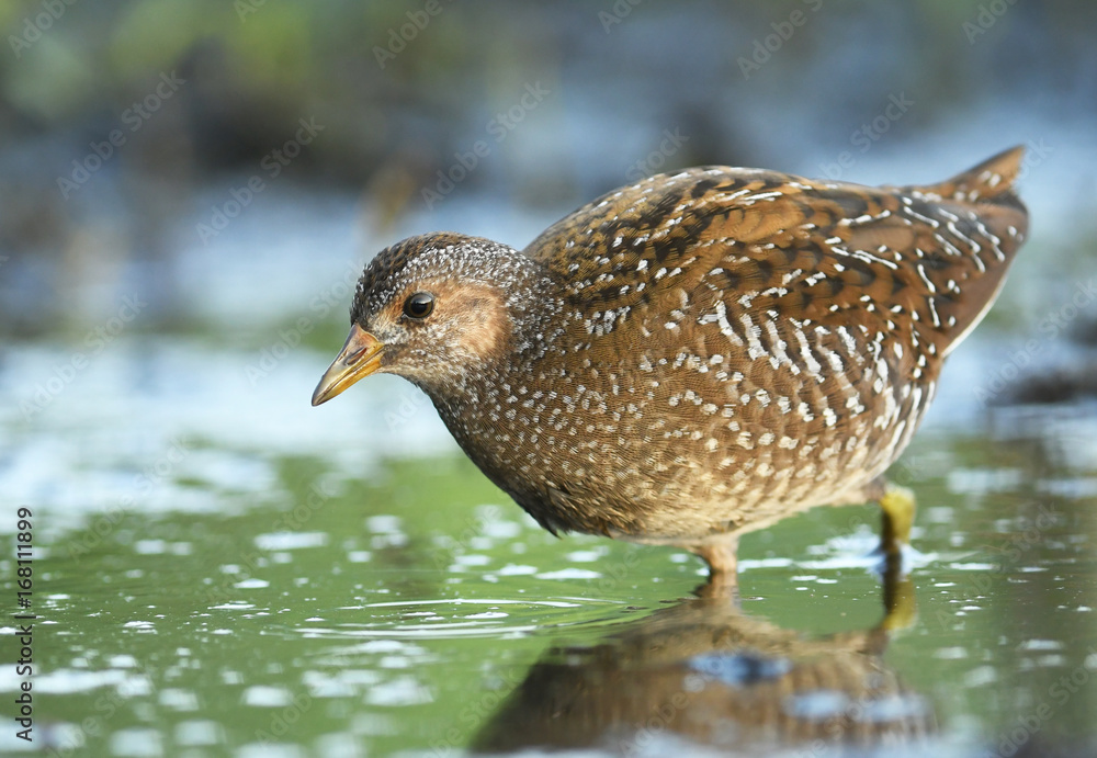 Fototapeta premium Crake plamisty (Porzana porzana)